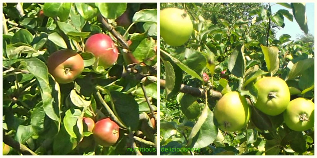 apple Collage