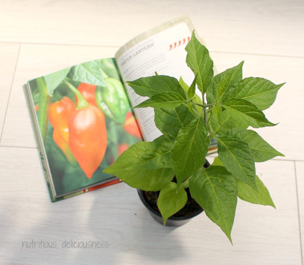 RHS Red Hot Chilli Grower