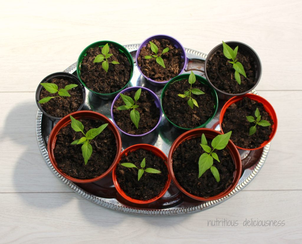 Chilli Plants