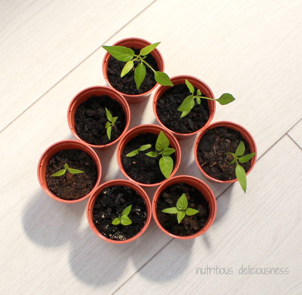 second planting of mixed chilli seeds