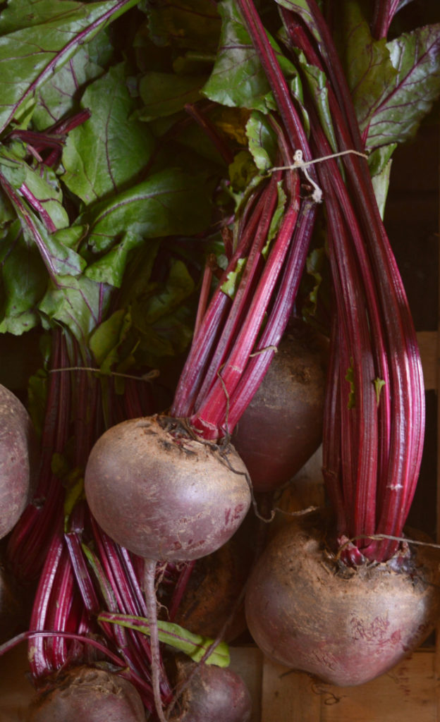 Beetroot plant