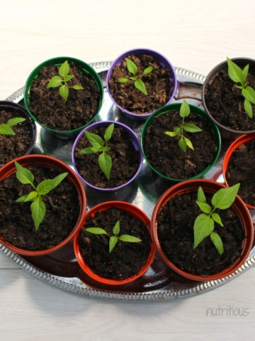 Chilli Plants